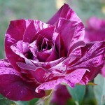 Как выбрать качественный саженец розы
