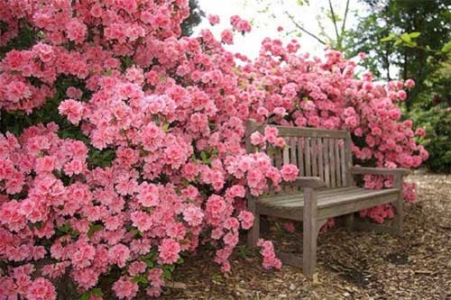 скамейка в розах