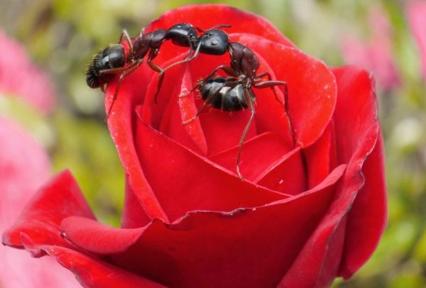 муравьи на розе