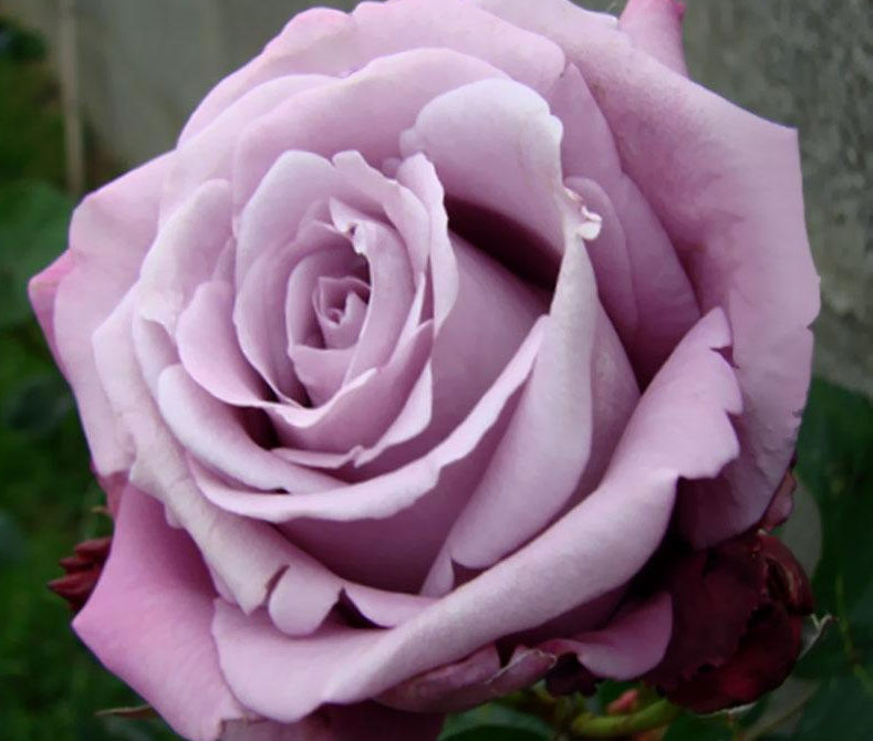Чайно-гибридные розы, Шарль де Голль