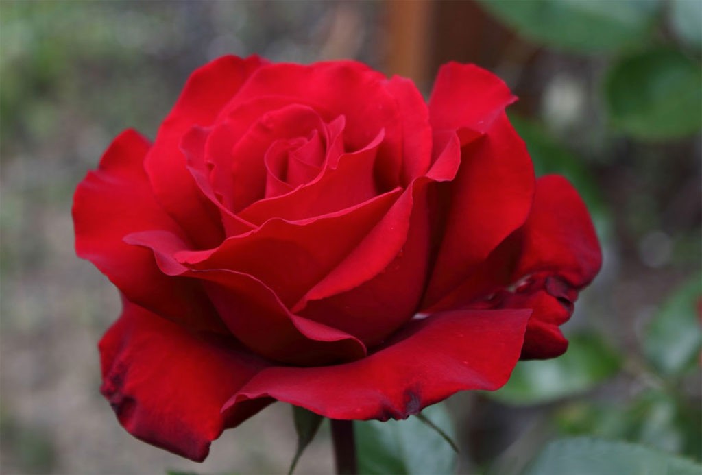 Роза Ингрид Бергман – северная красавица в саду