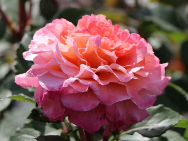 роза Августа Луиза