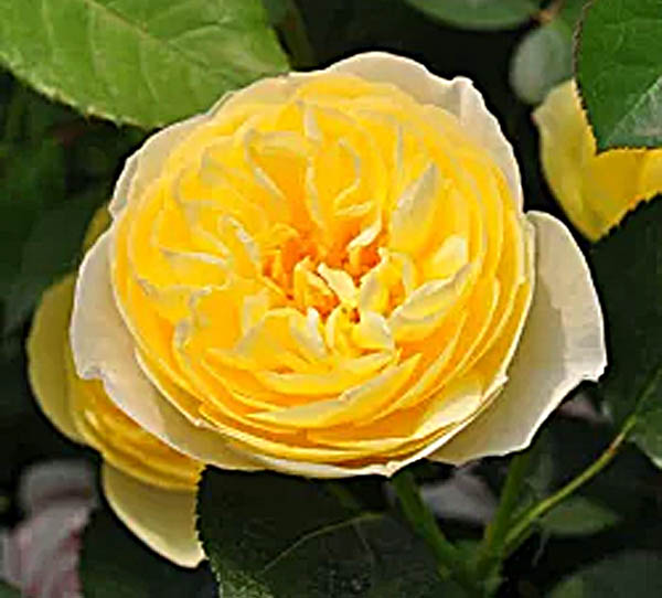Роза Лючиоле