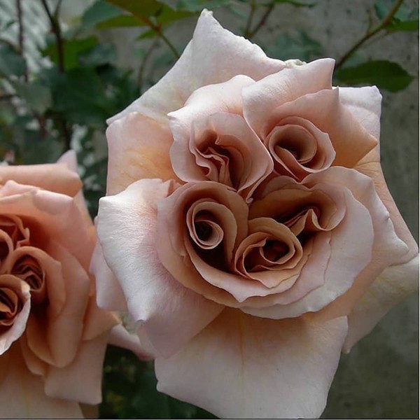 Роза Латте - изумительные завитки взбитых сливок в чашечке ароматного кофейного напитка