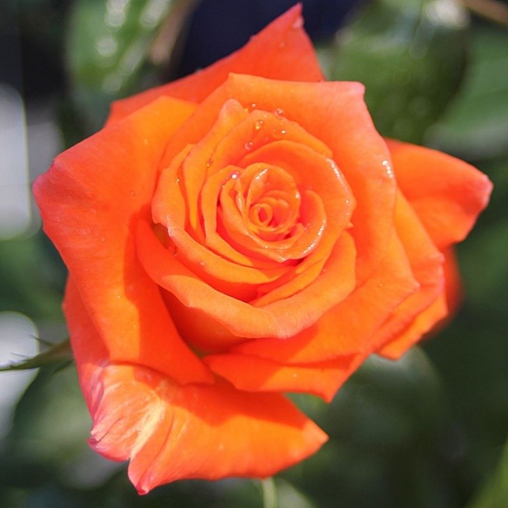Размеры и форма цветка розы Санта Моника