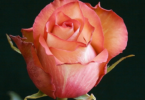 роза Игуана