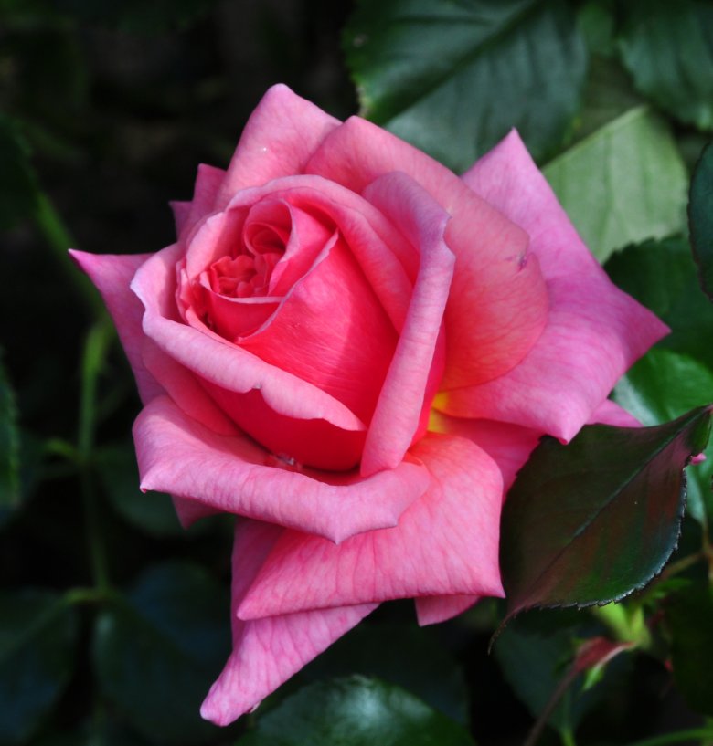 роза тиффани