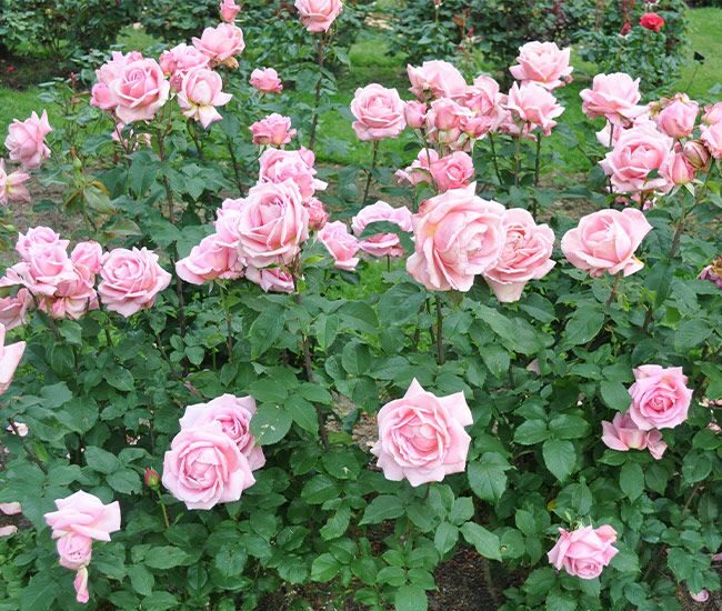 кусты роз Тиффани